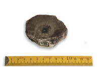 F 00836
<br/>
<br/>
<em></em>